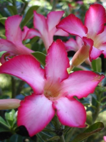 Adenium multiflorum petal colours shading gradually